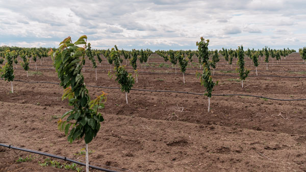 Drip irrigation automation with ControlByWeb