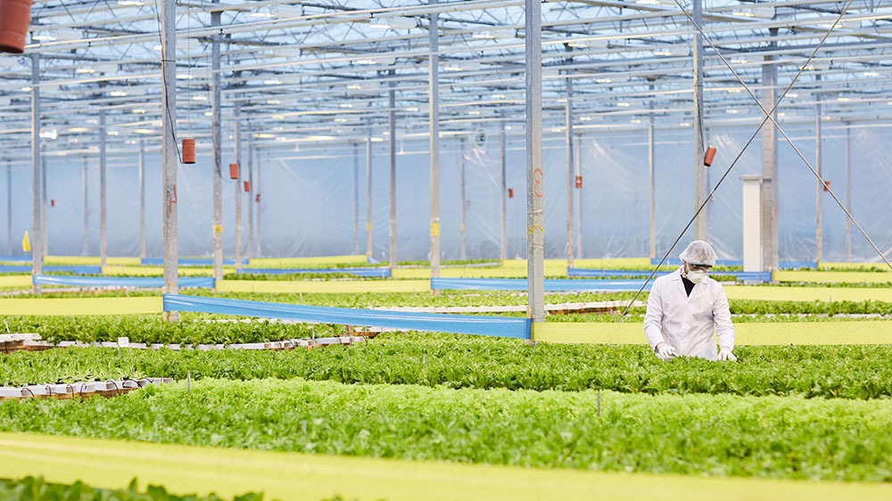 Man Working in Greenhouse